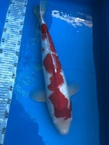 ( mountain castle colored carp ).. for silver .. white * male *3 -years old *56 centimeter own production 