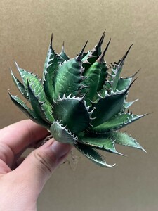  finest quality beautiful stock [ special selection ] agave Hori dachitanota succulent plant a little over .