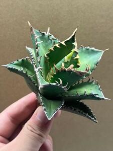 多肉植物　【特選】　アガベ　agave titanota チタノタ『レッドキャットウィーズル 』　1