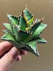 多肉植物　【特選】　アガベ　agave titanota チタノタ『レッドキャットウィーズル 』　4