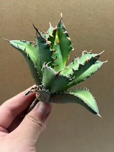 多肉植物　【特選】　アガベ　agave titanota チタノタ『レッドキャットウィーズル 』　6