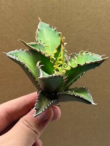 多肉植物　【特選】　アガベ　agave titanota チタノタ『レッドキャットウィーズル 』　9