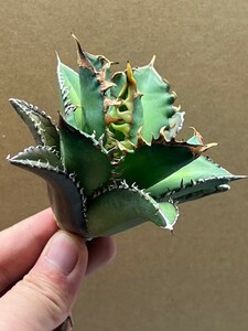 多肉植物　【特選】　アガベ　agave titanota チタノタ『レッドキャットウィーズル 』　10
