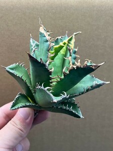 多肉植物　【特選】　アガベ　agave titanota チタノタ『レッドキャットウィーズル 』　1