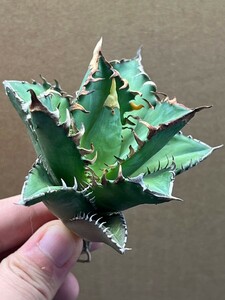 多肉植物　【特選】　アガベ　agave titanota チタノタ『レッドキャットウィーズル 』　6