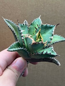 多肉植物　【特選】　アガベ　agave titanota チタノタ『レッドキャットウィーズル 』　7
