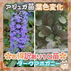 F【訳あり】10苗◆⑦アジュガ苗10-15cm◆ダークマホガニー◆グランドカバー