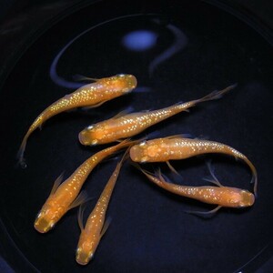 【常盤めだか】オレンジスワローラメ　３ペア　 現物出品　産卵中