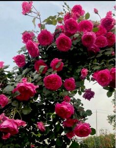 バラ苗　つるバラ　四季 香り　大人気つるバラ品種　強健　25cm↑