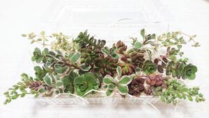 増量中！ カラフル 詰め合わせ 30本以上 多肉植物 カット苗 寄せ植えに セダム エケベリア