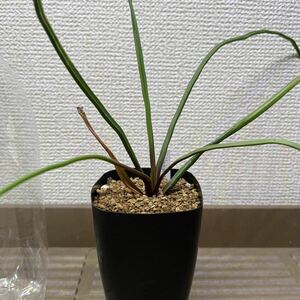 【多肉植物】Haworthia blackburniae v. derustensis　輸入種子実生　【ハオルチア】