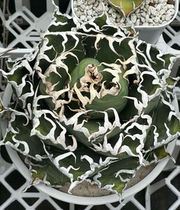 1多肉植物アガベ チタノタ 海王 agave titanota seaking 強棘 極上株 激レア30苗