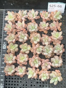 525-66 多肉植物 韓国苗 美苗 寄せ植えセット 25苗 オ一ロラ 