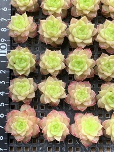 525-72 多肉植物 韓国苗 美苗 寄せ植えセット ジゼル 25苗