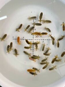 [ circle .] golgfish ② this year fish 5 centimeter degree 40 pcs selection another leak actual article or goods exhibition 
