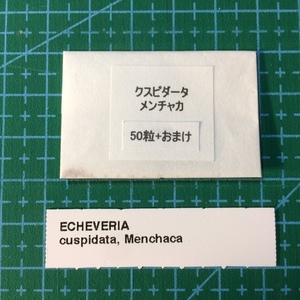 エケベリア クスピダータ メンチャカ 種子50粒 タネ 多肉植物 種