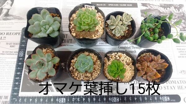 多肉植物　エケベリア　抜き苗