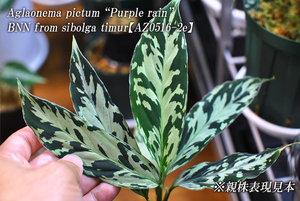 Aglaonema pictum “Purple Rain” BNN from Sibolga timur 【AZ0516-2e】AZ便 ネームド パープルレイン アグラオネマ ピクタム　
