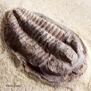 *** fossil Mitsuha insect *** rare Euloma & Ormathops sp.!!*