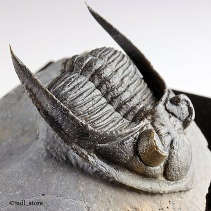 *** fossil Mitsuha insect *** high quality Zlichovaspis rugosa!!*
