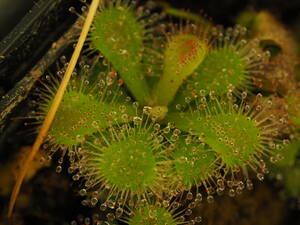 Drosera spec. Pretty Rosette 無菌播種株 1鉢 食虫植物 モウセンゴケ ドロセラ