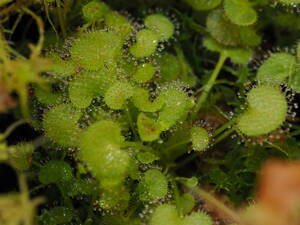 Drosera prolifera 外植体導入株 子株たくさん入り！1鉢 食虫植物 モウセンゴケ ドロセラ