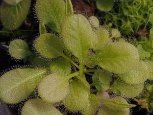 Drosera Andromeda 1st 直径10cm前後 組織培養株 1株 食虫植物 モウセンゴケ ドロセラ