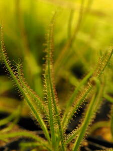 Drosera spiralis Bocaiuva, Minas Gerais 無菌播種株 1鉢 食虫植物 モウセンゴケ ドロセラ
