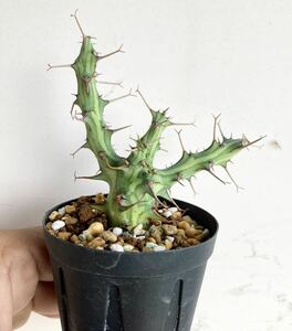 ユーフォルビア　シザカンサ　塊根　schizacantha euphorbia 以下検索　パキポディウム パキプス　フォークイエリア　アデニア　アガベ