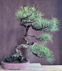  bonsai [ Japanese black pin ] island ..90 year thread . river genuine Kashiwa Japanese black pin red pine . pine .. pine pine Kashiwa kind 