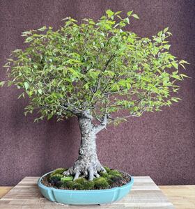  bonsai [ zelkova ] 60 year plum maple Rhododendron indicum gold . plum ... maple 