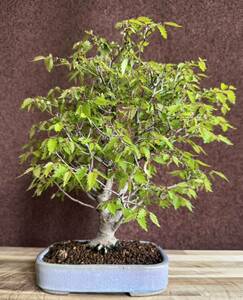  bonsai [ zelkova ] 40 year plum maple Rhododendron indicum gold . plum ... maple 