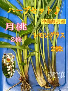 setー11 レモングラス　苗　月桃　苗　ネコポス専用箱使用　