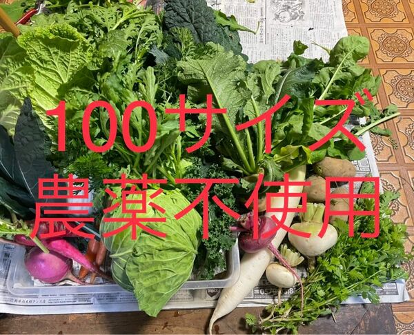 無農薬野菜詰め合わせ　(100サイズ)