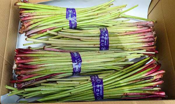 天然 山蕗 1.5kg 山ふき やまぶき 山菜 岐阜県産 