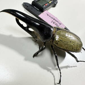【RK】DH ヘラクレス オオカブト 死虫 ♂120ｍｍ ｃ68メテオ血統 外国産 カブトムシ　標本用