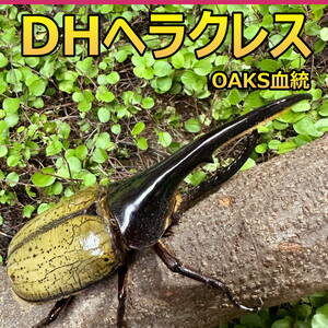 【RK】DH ヘラクレス オオカブト 成虫 ♂♀ ペア ♂153ｍｍ ♀フリーサイズ OAKS血統　(OAKS×OAKS) 外国産 カブトムシ　P167