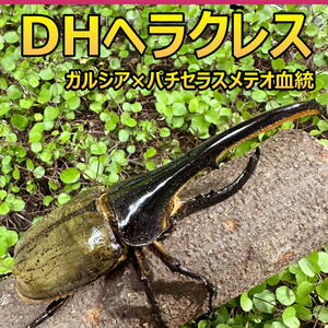 【RK】DH ヘラクレス オオカブト 成虫 ♂♀ ペア ♂156ｍｍ ♀フリーサイズ GP血統　(ガルシア×パチセラスメテオ) 外国産 カブトムシ P168