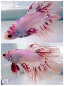  betta half moon pink white multicolor marble 