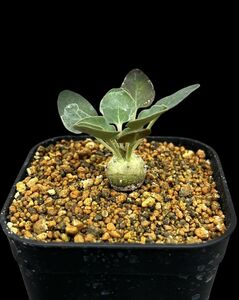 Euphorbia globulicaulis / ユーフォルビア グロブリカウリス
