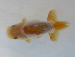 * specialty shop corporation water island golgfish sale * special selection kind for this year fish MP-4