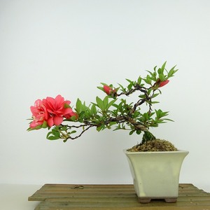 盆栽 皐月 菊姫 樹高 約14cm さつき Rhododendron indicum サツキ ツツジ科 常緑樹 観賞用 小品 現品