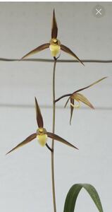  культивирование больше . товар,. передний холод орхидея, временный название, белый запад большой самец,H-12