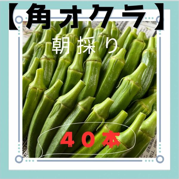 ※予約販売※角オクラ(おくら) 沖縄県産 無農薬栽培 40本 