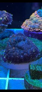  диск коралл лиловый 
