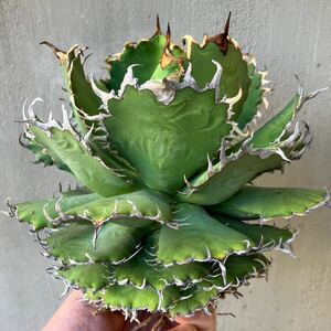 チタノタ フィリグリー大株 US輸入株 agave titanota オテロイ アガベ