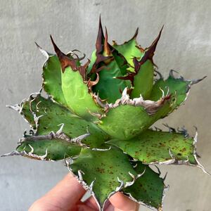 チタノタ Oaxaca clone US輸入株 agave titanota オテロイ アガベ