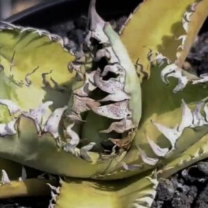 チタノタ 'クロコダイル' 台湾輸入仔株 agave titanota オテロイ アガベ