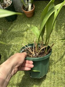 [. вид . орхидея ]Cym.devonianum цимбидиум teboni дыра m