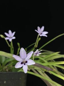 【種子】ヒメヒオウギ　ブルー（Freesia laxa subsp. azurea）　フリージア